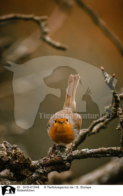 Rotkehlchen / European robin / SVS-01548