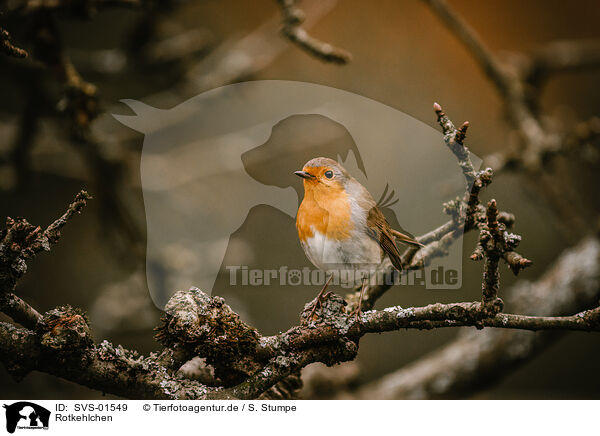 Rotkehlchen / European robin / SVS-01549