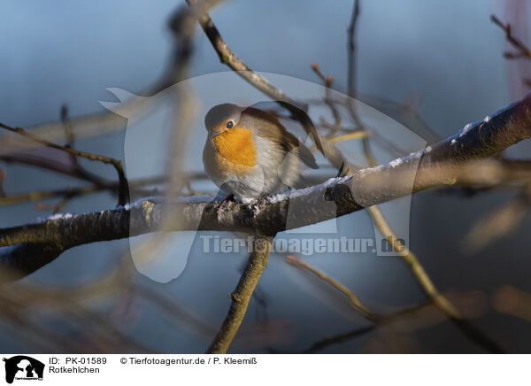 Rotkehlchen / European robin / PK-01589