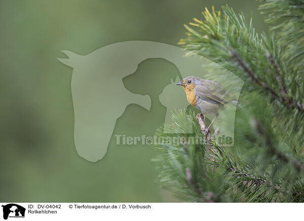 Rotkehlchen / European robin / DV-04042