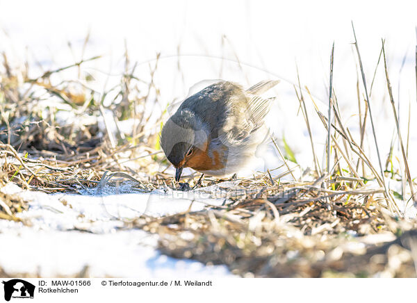Rotkehlchen / European robin / MAW-01566