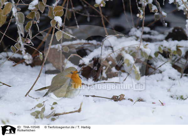 Rotkehlchen / European robin / THA-10546