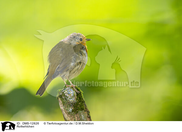 Rotkehlchen / European Robin / DMS-12826