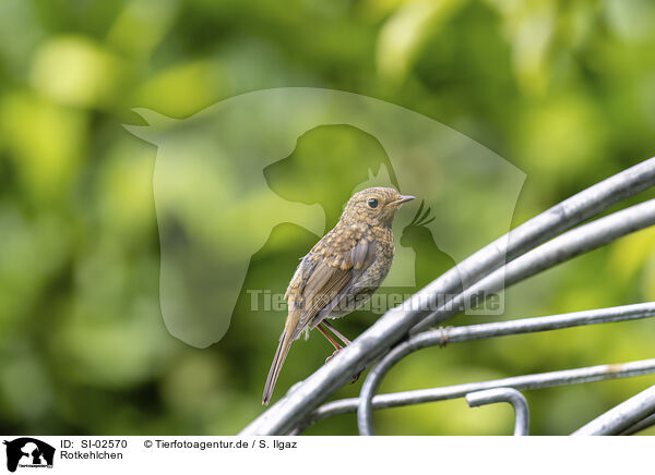 Rotkehlchen / robin / SI-02570