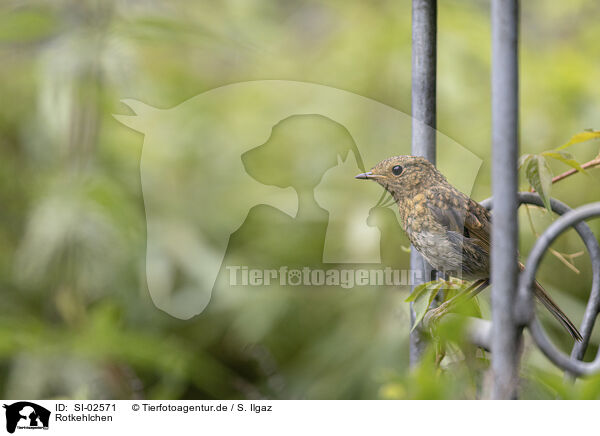Rotkehlchen / robin / SI-02571
