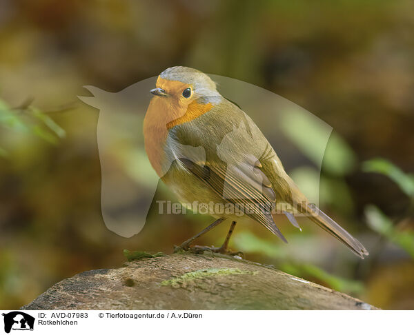 Rotkehlchen / AVD-07983