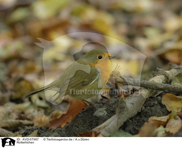 Rotkehlchen / robin / AVD-07987