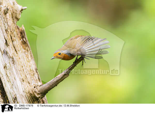 Rotkehlchen / robin / DMS-17876