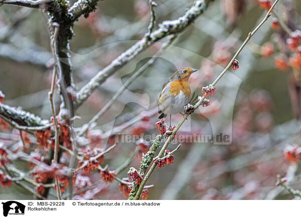 Rotkehlchen / robin / MBS-29228