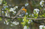 sitzendes Rotkehlchen