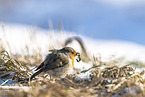 Rotkehlchen