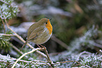 Rotkehlchen