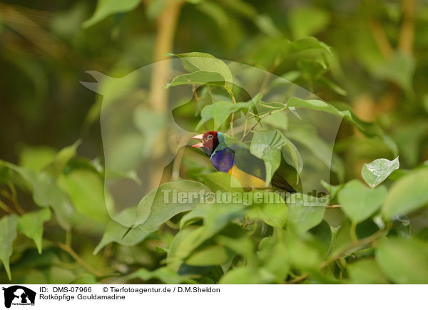 Rotkpfige Gouldamadine / Gouldian finch / DMS-07966