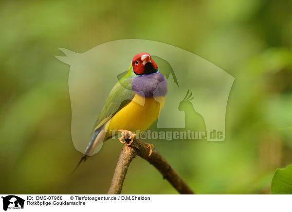 Rotkpfige Gouldamadine / Gouldian finch / DMS-07968