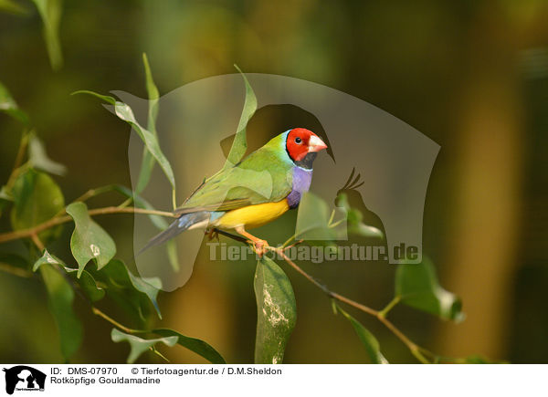 Rotkpfige Gouldamadine / Gouldian finch / DMS-07970