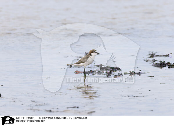 Rotkopf-Regenpfeifer / FF-16684