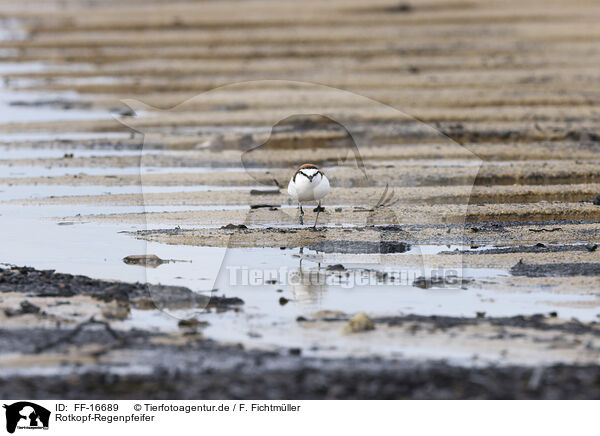Rotkopf-Regenpfeifer / red-capped dotterel / FF-16689