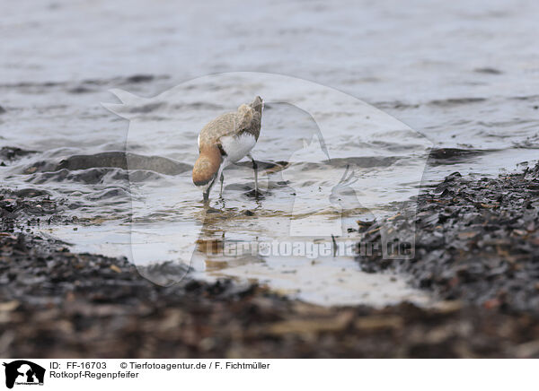 Rotkopf-Regenpfeifer / red-capped dotterel / FF-16703