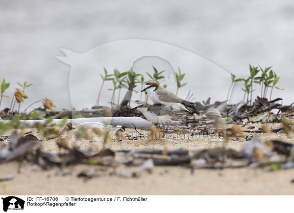 Rotkopf-Regenpfeifer / red-capped dotterel / FF-16706
