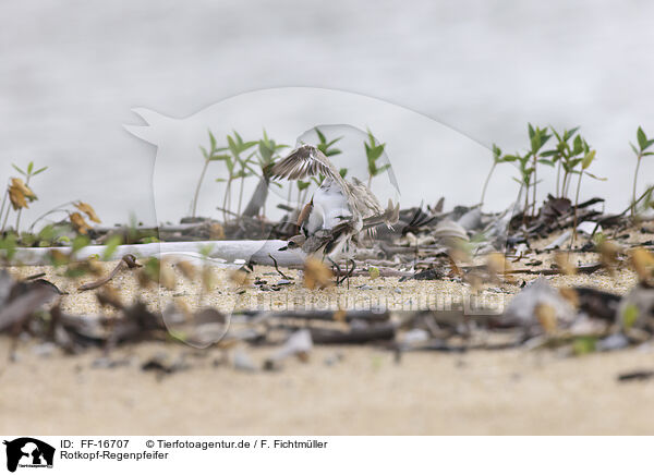 Rotkopf-Regenpfeifer / red-capped dotterel / FF-16707