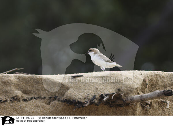 Rotkopf-Regenpfeifer / red-capped dotterel / FF-16708