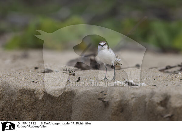 Rotkopf-Regenpfeifer / red-capped dotterel / FF-16712