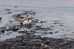 Rotkopf-Regenpfeifer