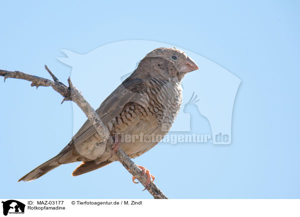 Rotkopfamadine / paradise sparrow / MAZ-03177