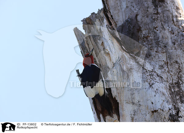 Rotkopfspecht / red-headed woodpecker / FF-13802