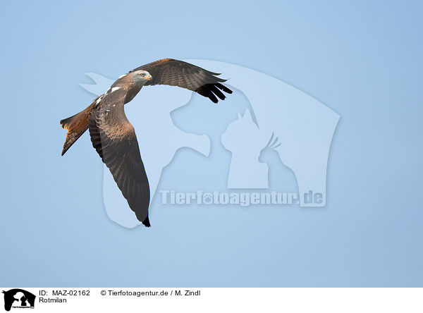 Rotmilan / red kite / MAZ-02162