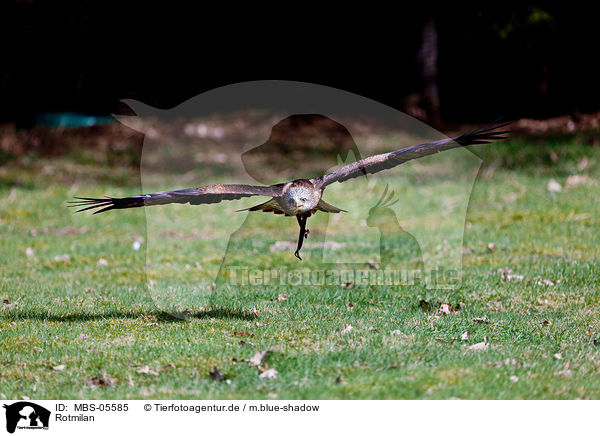 Rotmilan / red kite / MBS-05585