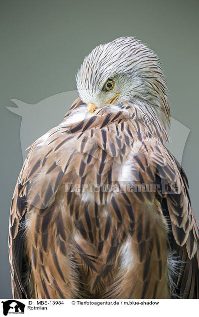 Rotmilan / red kite / MBS-13984