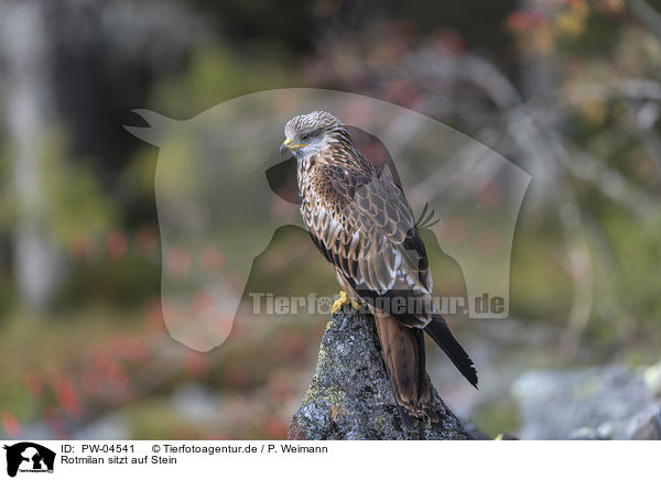 Rotmilan sitzt auf Stein / red kite sits on the stone / PW-04541