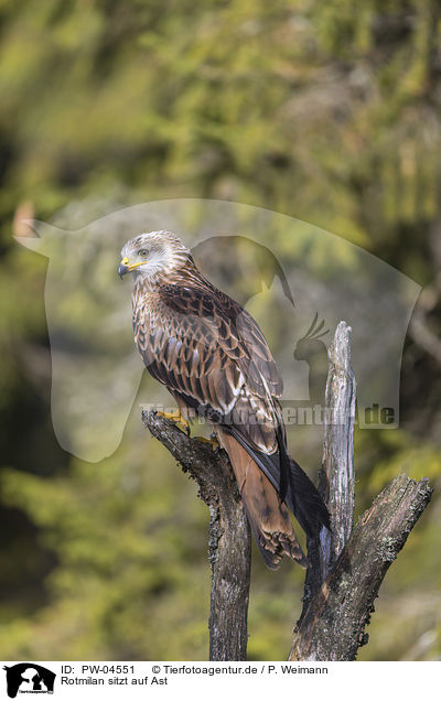 Rotmilan sitzt auf Ast / red kite sits on branch / PW-04551
