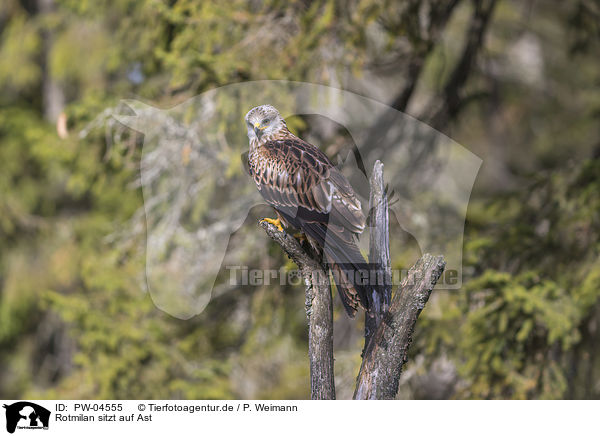 Rotmilan sitzt auf Ast / red kite sits on branch / PW-04555