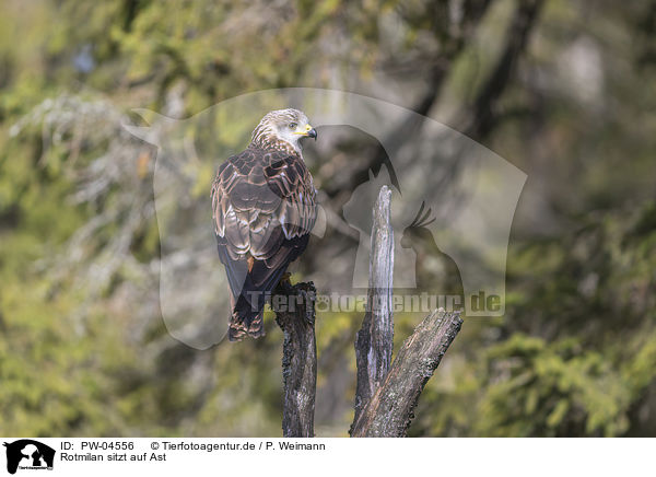 Rotmilan sitzt auf Ast / red kite sits on branch / PW-04556