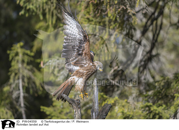 Rotmilan landet auf Ast / red kite lands on branch / PW-04559