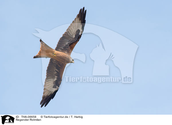 fliegender Rotmilan / flying Red Kite / THA-06658