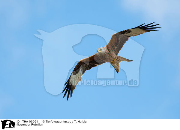 fliegender Rotmilan / flying Red Kite / THA-06661