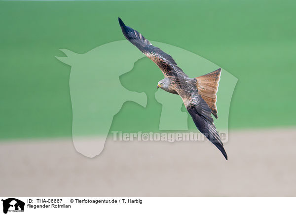 fliegender Rotmilan / flying Red Kite / THA-06667