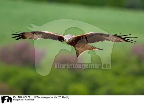 fliegender Rotmilan / flying Red Kite / THA-06672