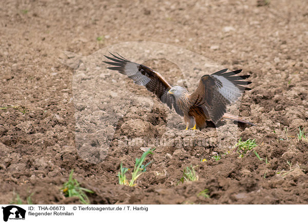 fliegender Rotmilan / THA-06673
