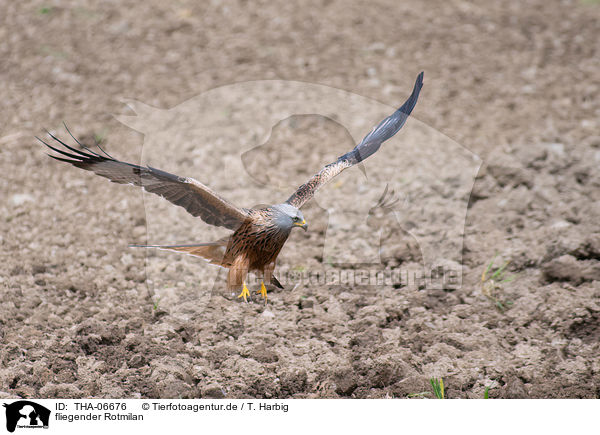 fliegender Rotmilan / flying Red Kite / THA-06676