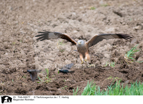 fliegender Rotmilan / flying Red Kite / THA-06677