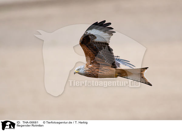 fliegender Rotmilan / THA-06681