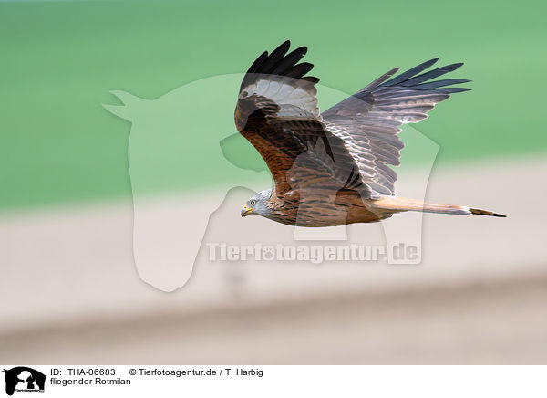 fliegender Rotmilan / flying Red Kite / THA-06683