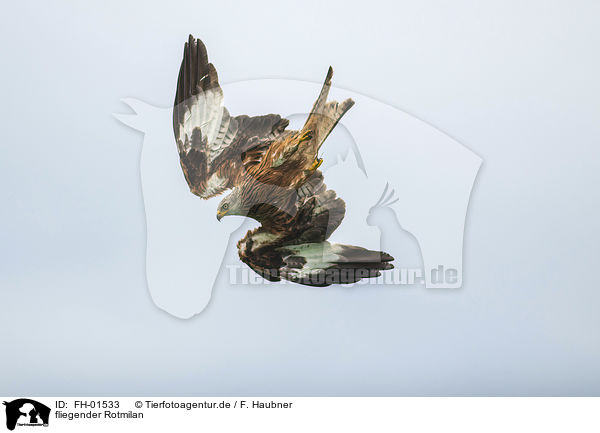 fliegender Rotmilan / flying Red Kite / FH-01533