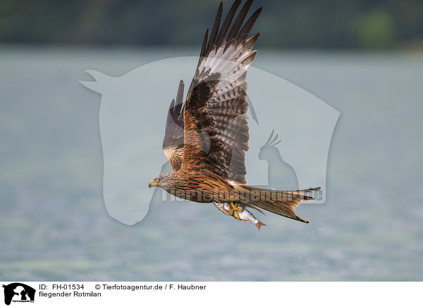 fliegender Rotmilan / flying Red Kite / FH-01534