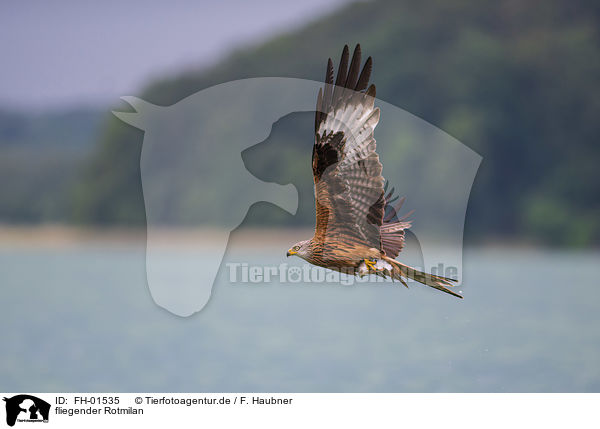 fliegender Rotmilan / flying Red Kite / FH-01535