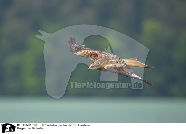fliegender Rotmilan / flying Red Kite / FH-01538